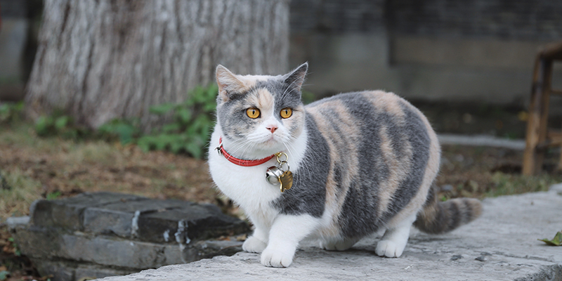 kedi pire tasması