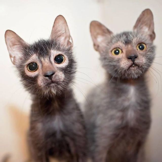 lykoi kedisi