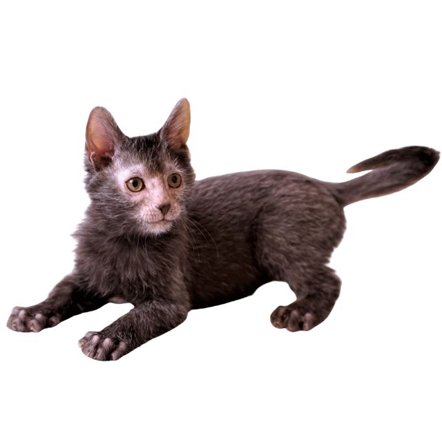 lykoi kedi