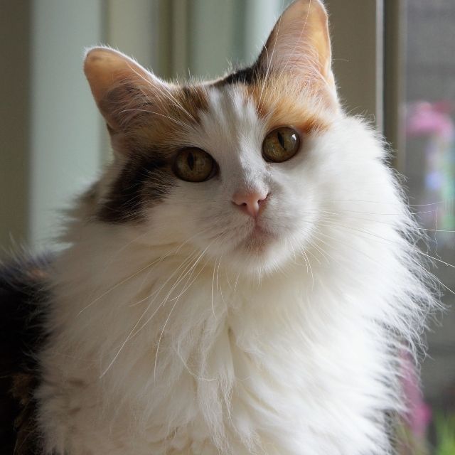 calico kedisi