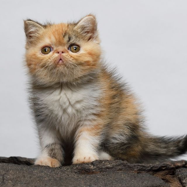 exotic shorthair