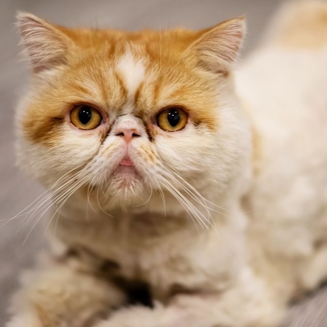 exotic shorthair kedi