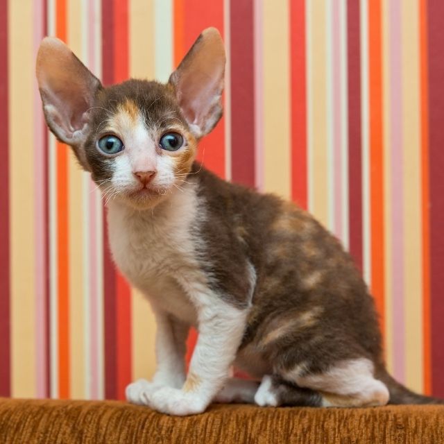 cornish rex kedi