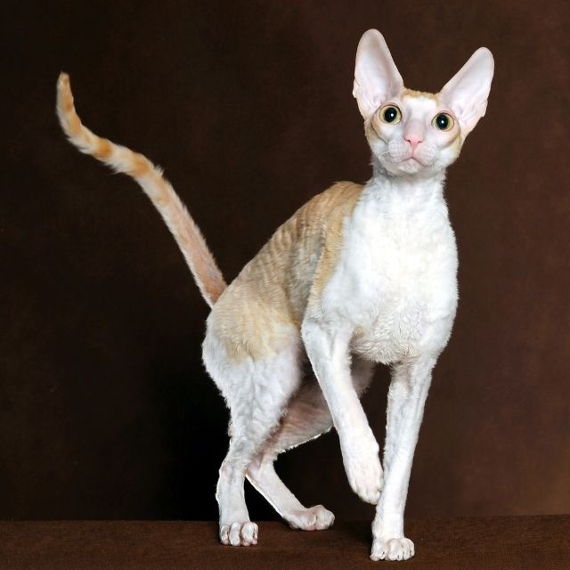 cornish rex kedi ırkı