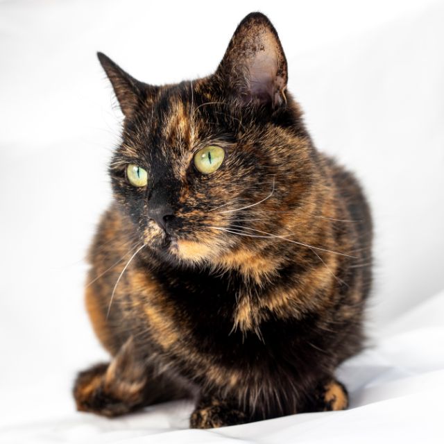 Tortoiseshell1