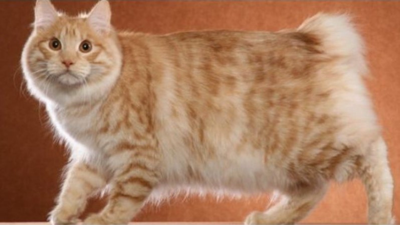 kurilian bobtail