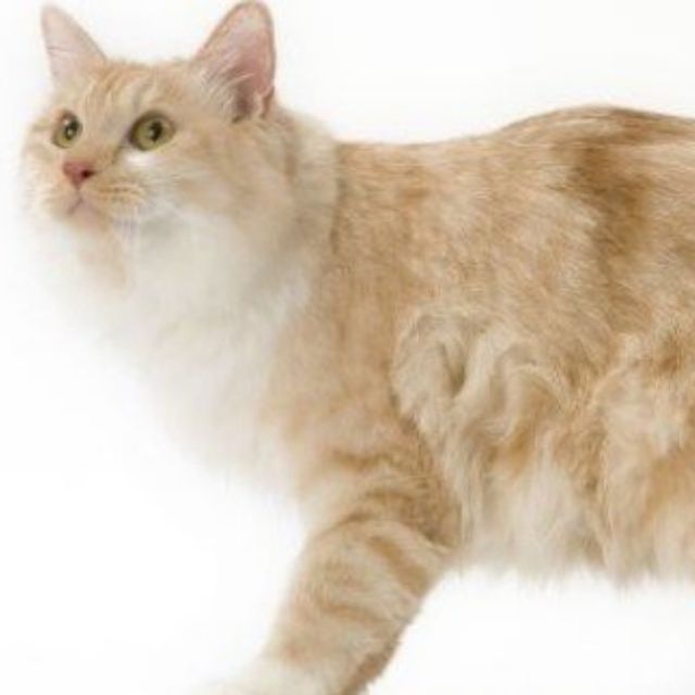 kurilian bobtail kedisi