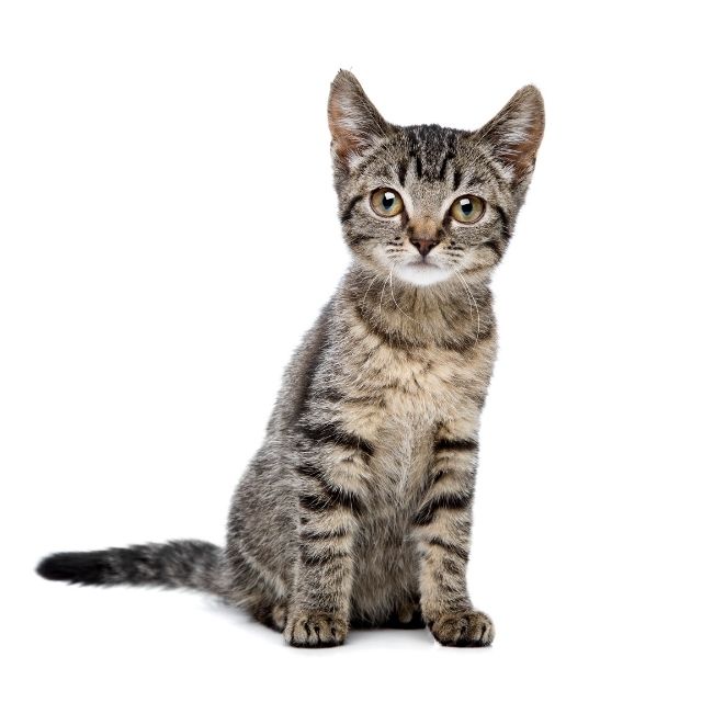 european shorthair