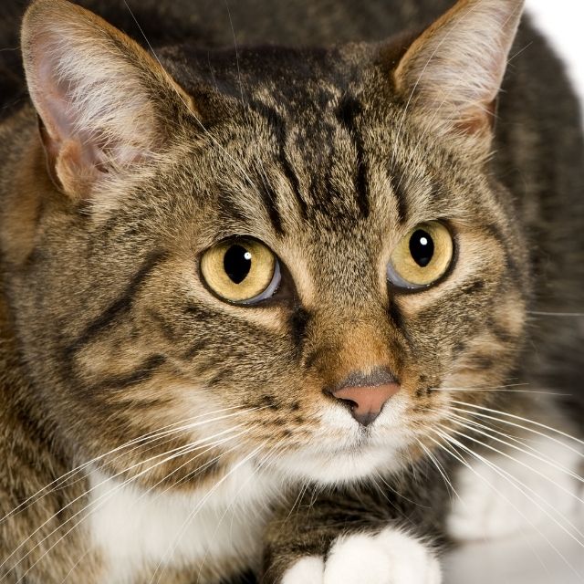 european shorthair bakımı