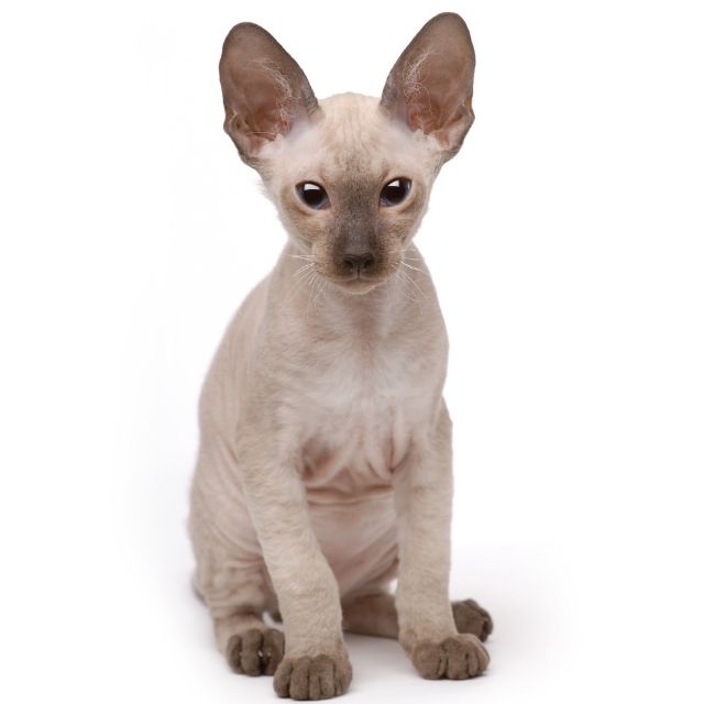 peterbald kedi