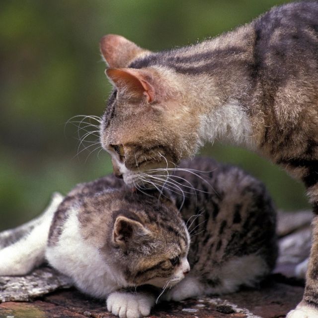 american wirehair