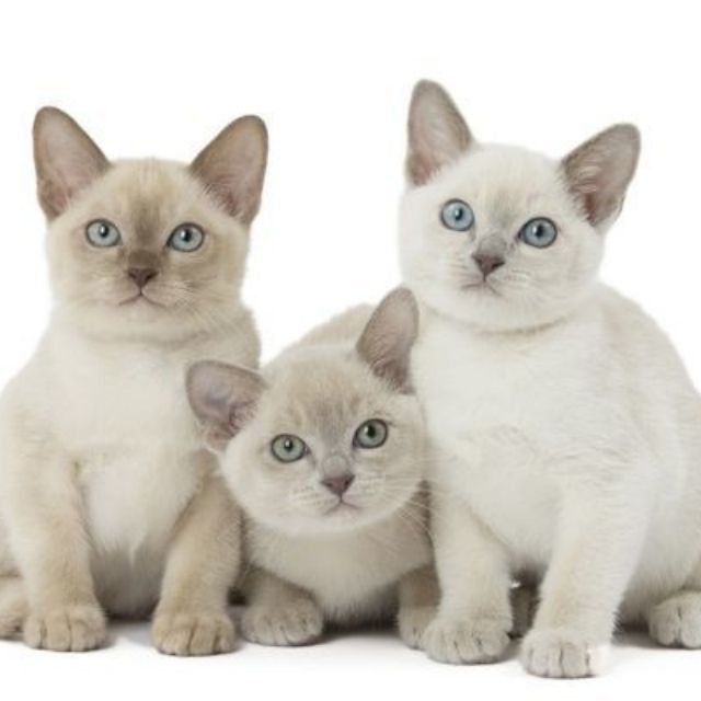 tonkinese kedisi