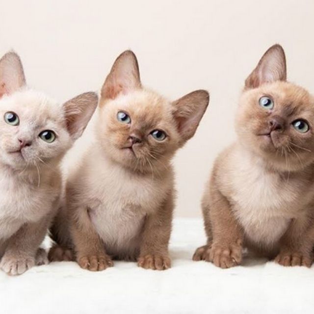 tonkinese