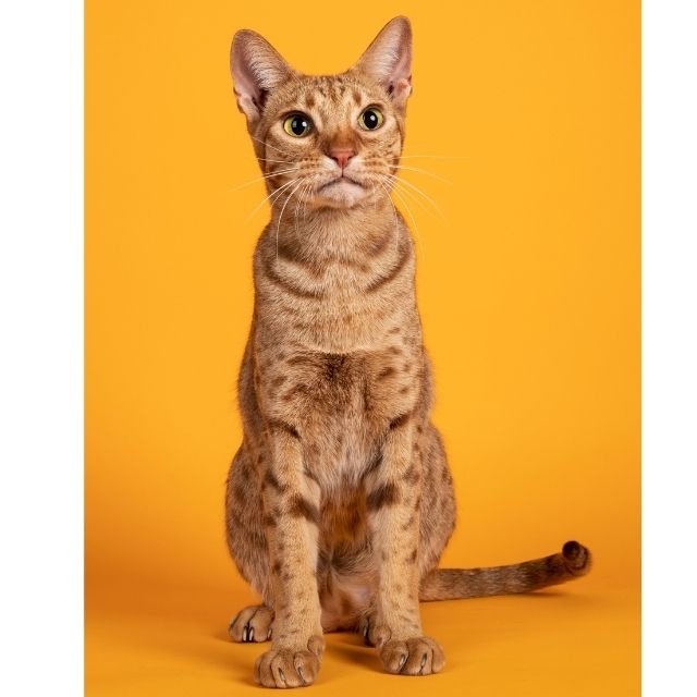 ocicat1