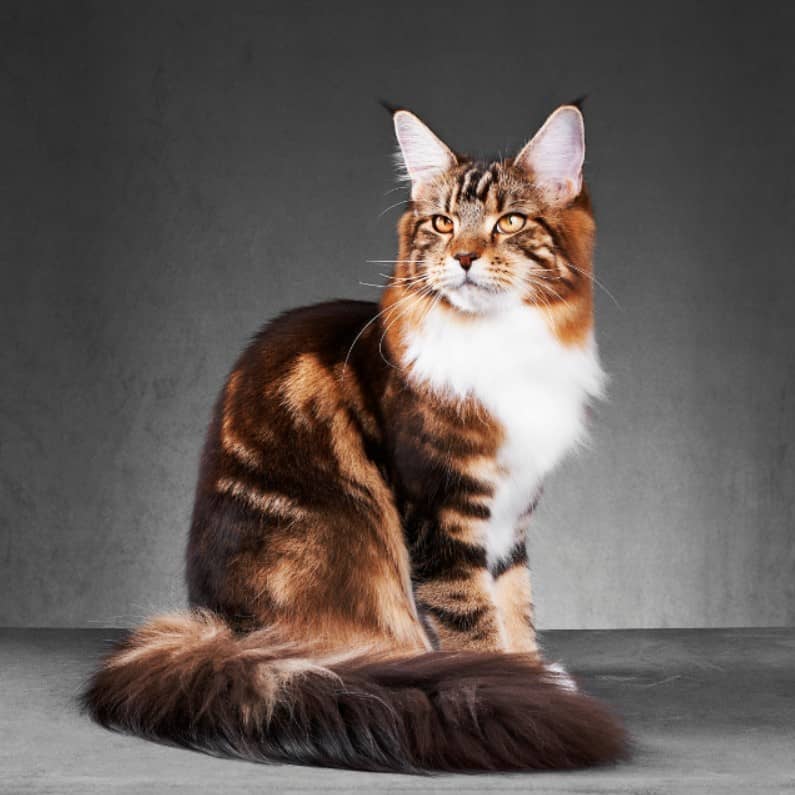 maine coon kedisi