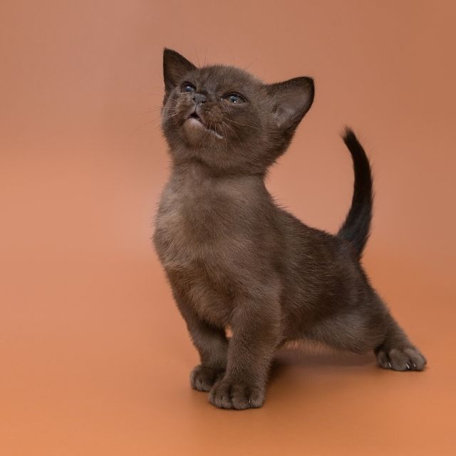 european burmese kedisi