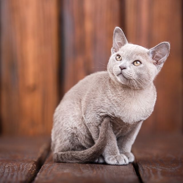 european burmese