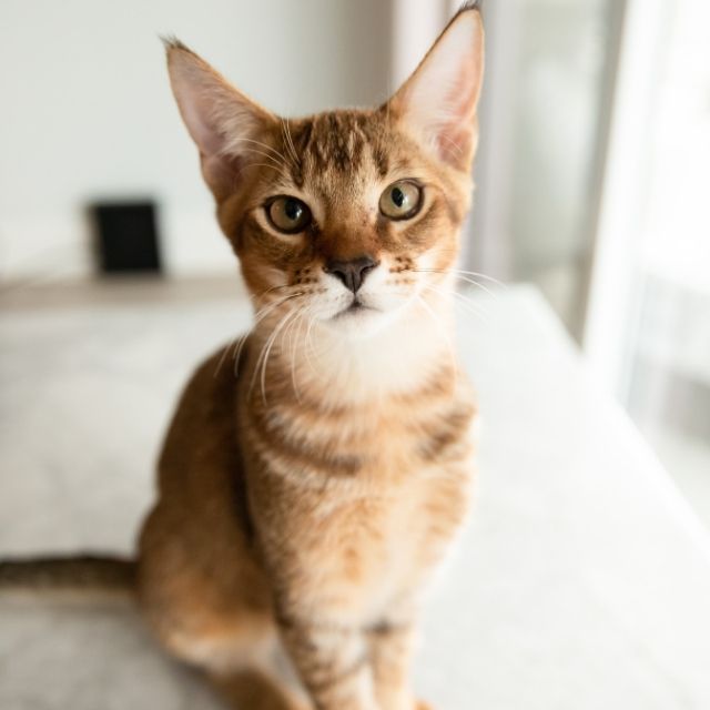 chausie kedisi