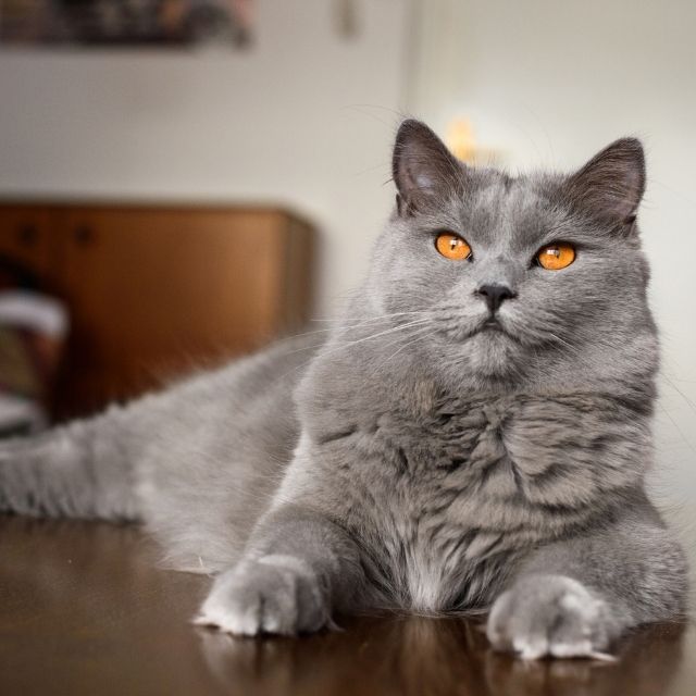 chartreux1