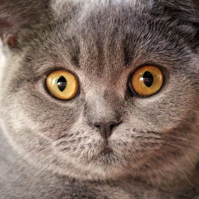 chartreux2