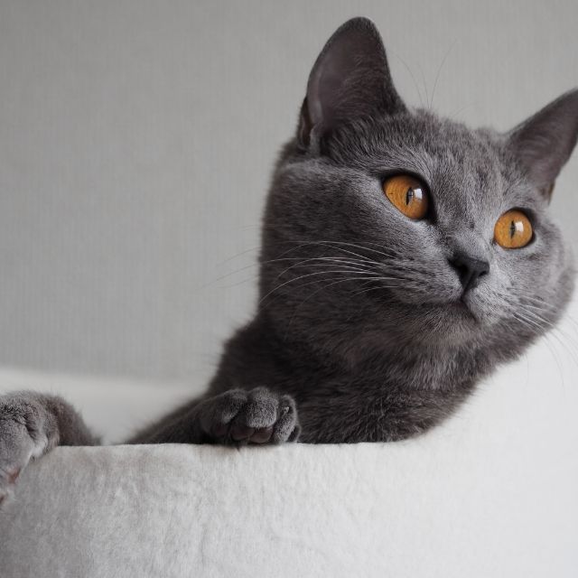 chartreux3