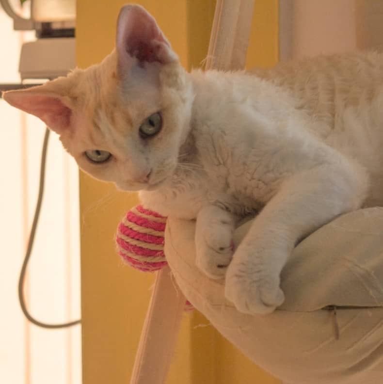 Devonrex bakımı