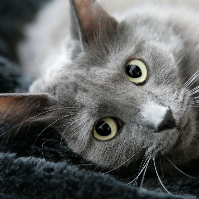 nebelung_1