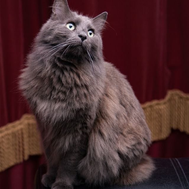 nebelung_2