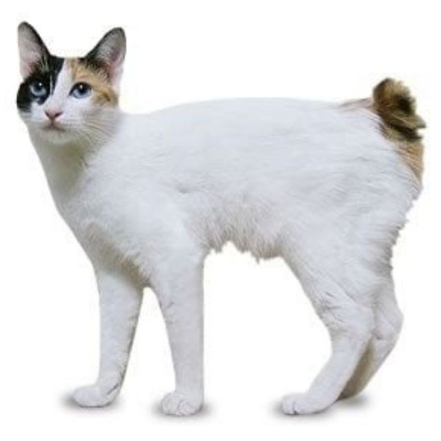 Japanese bobtail