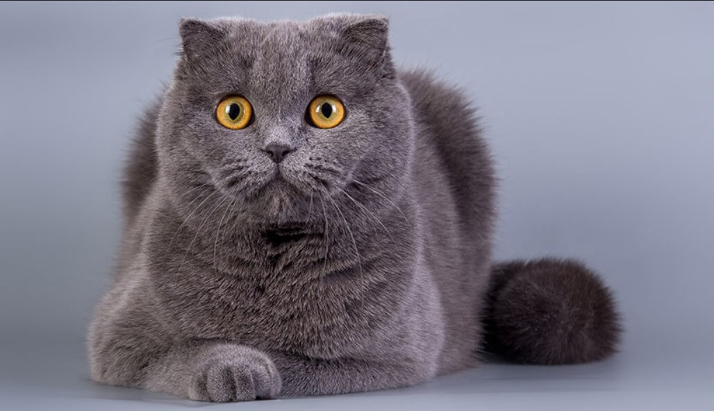 scottish fold