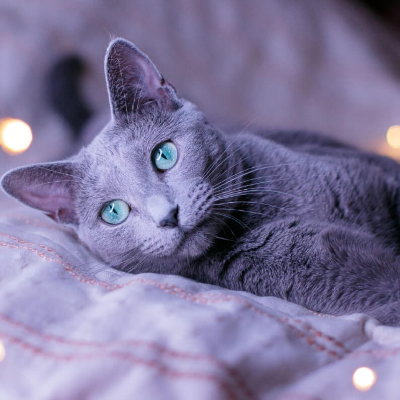 russian_blue_cat