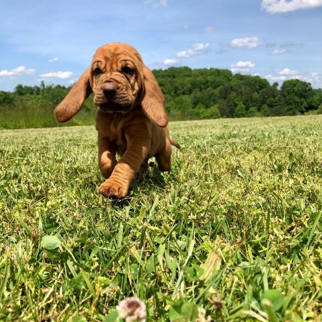 bloodhound köpek ırkı