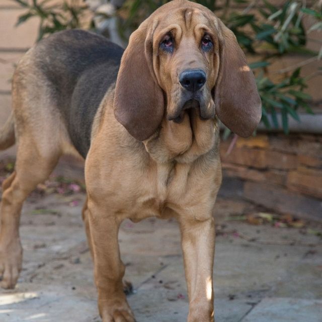 bloodhound