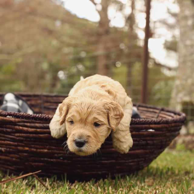 labradoodle köpek ırkı