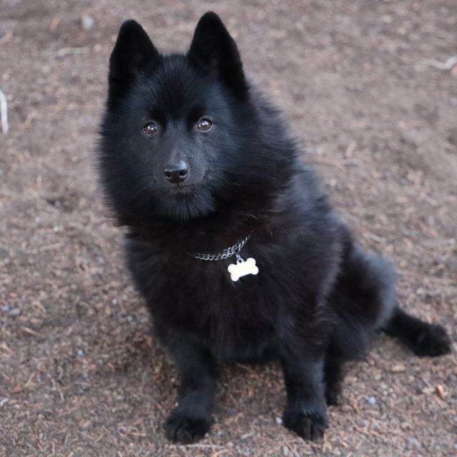 schipperke köpek ırkı