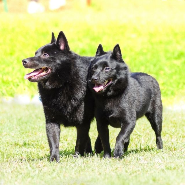 Schipperke