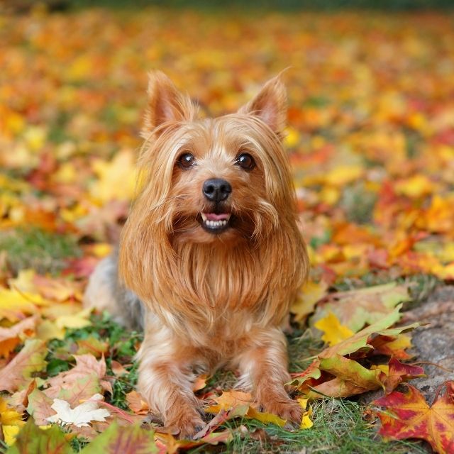 silky terrier