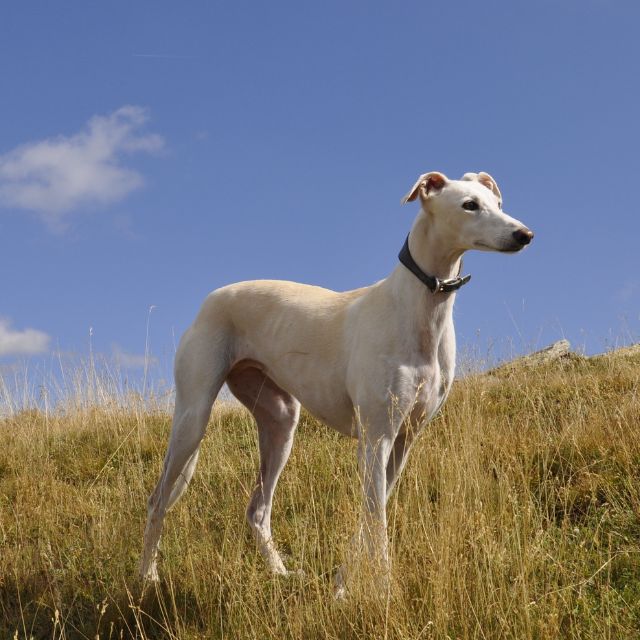 greyhound1