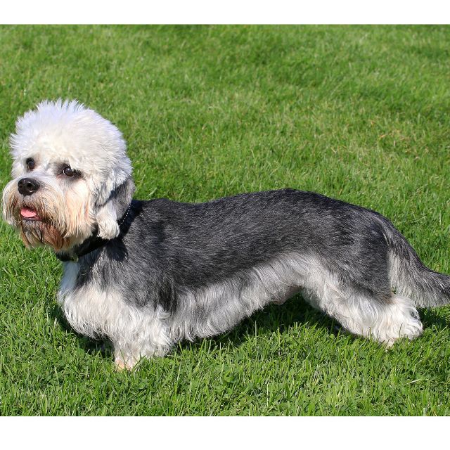 dandie dinmont