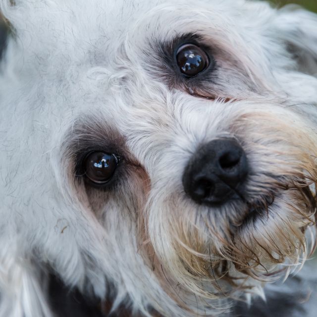 dandie dinmont köpek