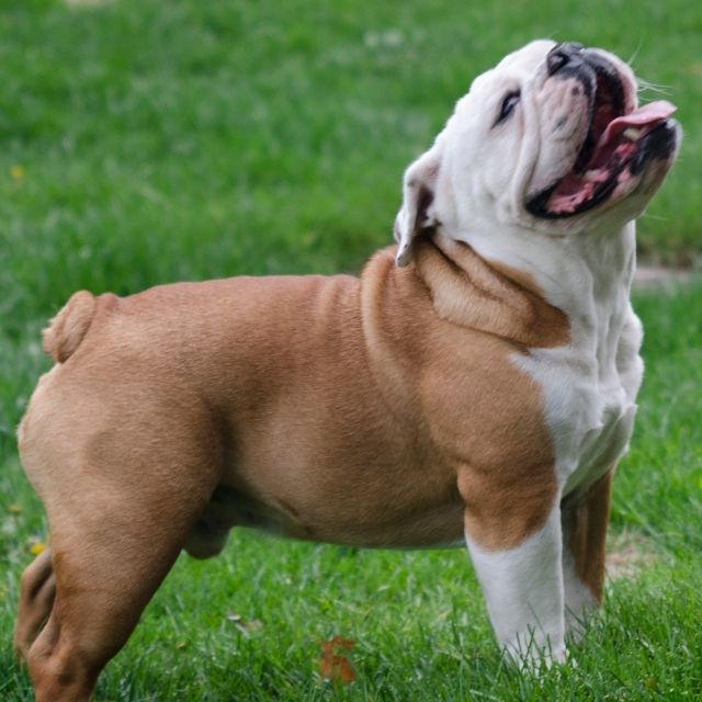 victorian bulldog köpek ırkı