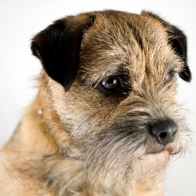 border terrier köpek ırkı