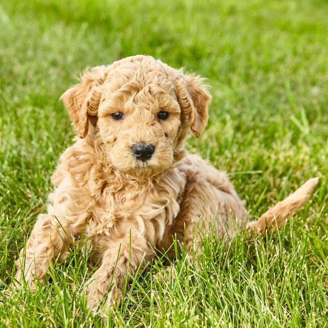 golden doodle