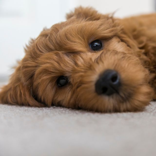 golden doodle köpek ırkı