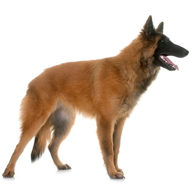 belgian tervuren