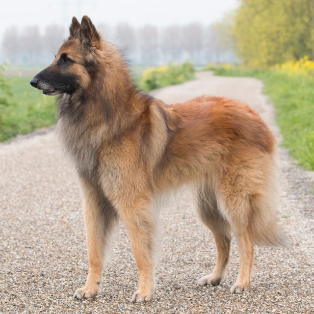 belgian tervuren