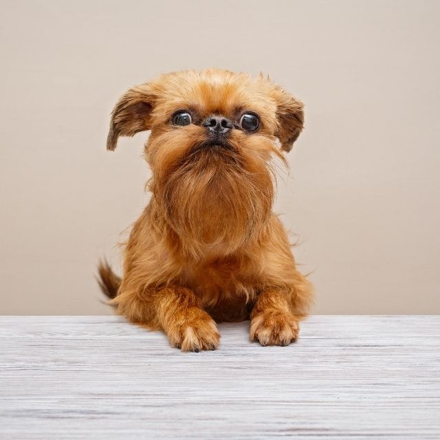 brüksel griffon köpek ırkı