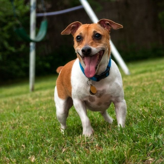 rat terrier köpek