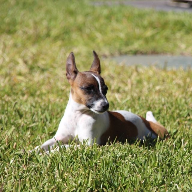 rat terrier