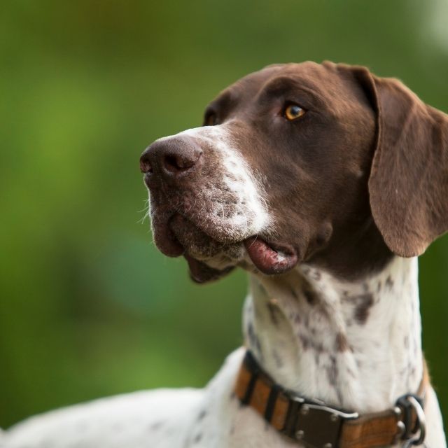 alman pointer köpek